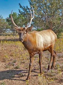 Wildlife West Nature Park For Sale in Edgewood, NM - image 16