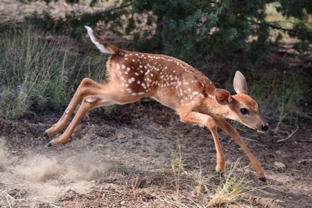 Wildlife West Nature Park For Sale in Edgewood, NM - image 18