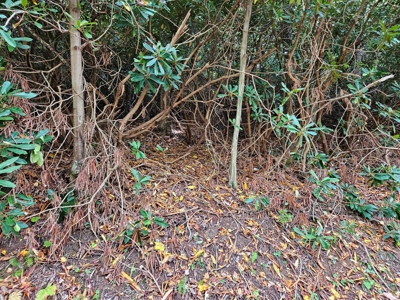 Land for Sale in Smyth County VA - image 5