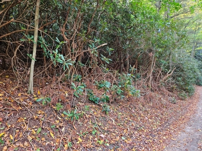 Land for Sale in Smyth County VA - image 6