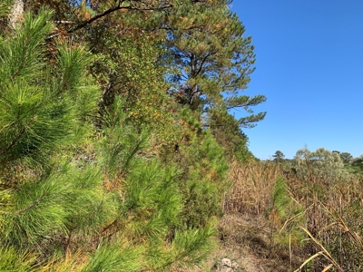 Land for Sale in Beaufort County, North Carolina - image 6