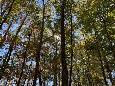 Land for Sale in Beaufort County, North Carolina - image 9