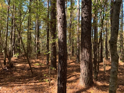 Land for Sale in Beaufort County, North Carolina - image 10