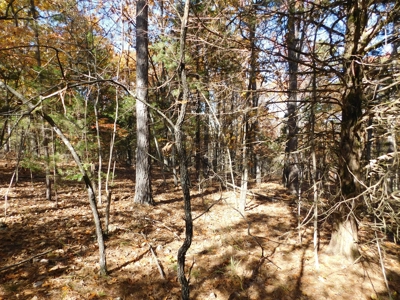 Acreage For Sale Lakeway Community Near Peel & Bull Shoals - image 3