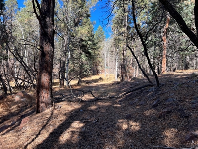 Mountain Property For Sale near access to Brazos River - image 5