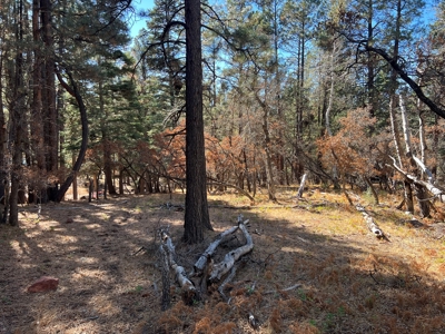 Mountain Property For Sale near access to Brazos River - image 6