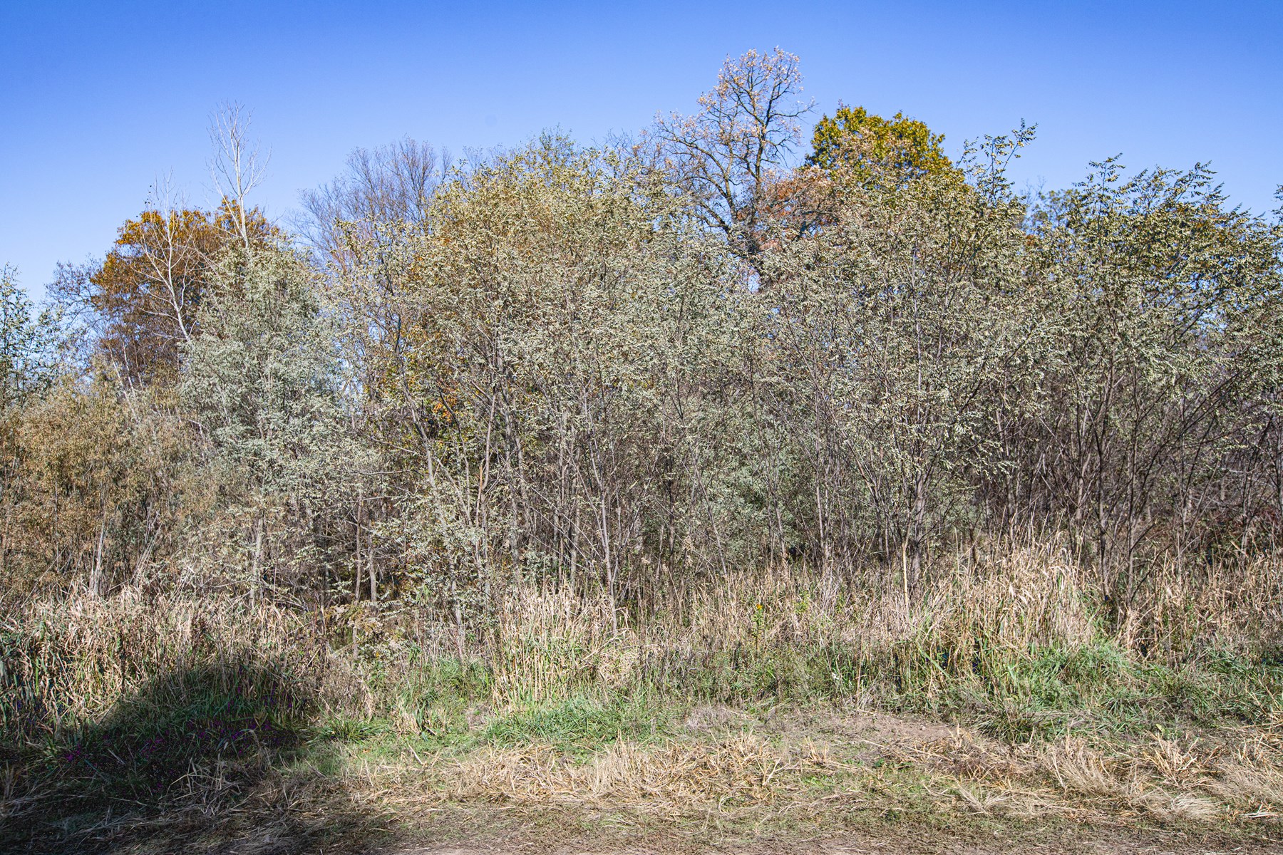 723 Acre Whitetail Heaven Combo Farm In Southern Iowa - image 13