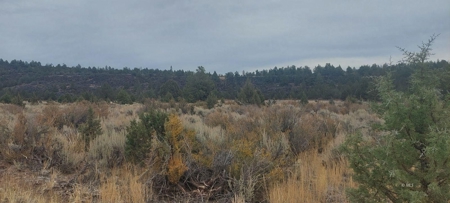 Bordering US Forest Service/362 Acres/Home Site/Wildlife - image 3