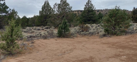 Bordering US Forest Service/362 Acres/Home Site/Wildlife - image 12