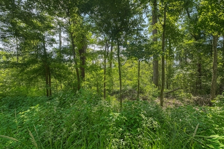 Recreational Land Lots For Sale by the Suwannee River - image 3