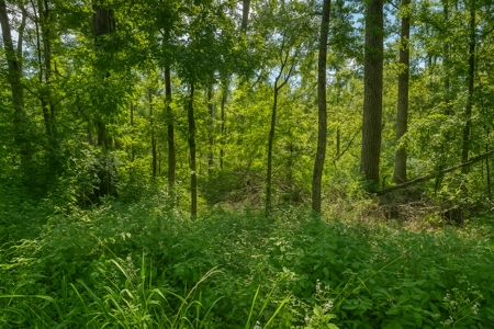 Recreational Land Lots For Sale by the Suwannee River - image 1