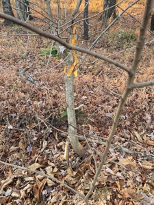 Lot with Lake Access for Sale in Union Hall VA - image 10