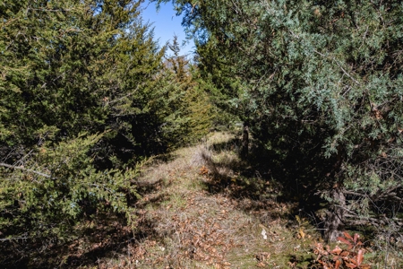 180 Acre Decatur County Iowa Whitetail Mecca - image 29