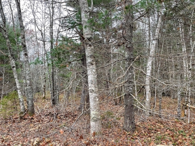 40 Acre Off-grid Paradise - image 4