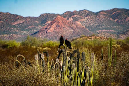 Hunting Ranch For Sale in Hermosillo Mexico - image 19