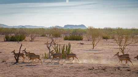 Hunting Ranch For Sale in Hermosillo Mexico - image 10