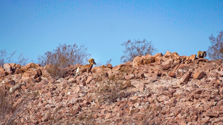Hunting Ranch For Sale in Hermosillo Mexico - image 38