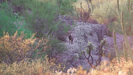 Hunting Ranch For Sale in Hermosillo Mexico - image 48