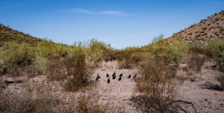 Hunting Ranch For Sale in Hermosillo Mexico - image 9