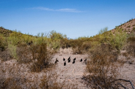 Hunting Ranch For Sale in Hermosillo Mexico - image 4