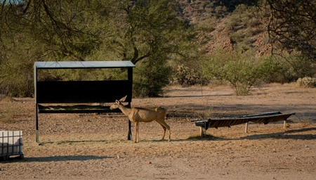 Hunting Ranch For Sale in Hermosillo Mexico - image 17