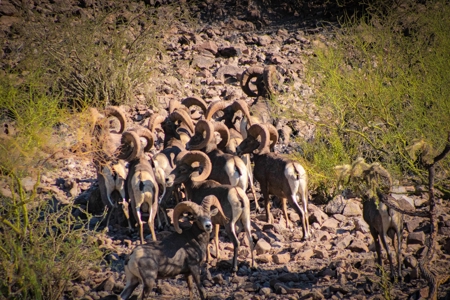 Hunting Ranch For Sale in Hermosillo Mexico - image 12