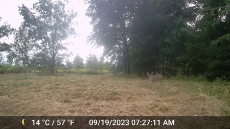 40 ACRES PRIME HAY MEADOW/HUNTING LAND IN SOPER for SALE - image 6