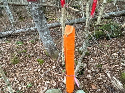 Affordable Off-grid Parcel - image 19