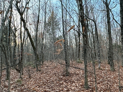 Affordable Off-grid Parcel - image 18