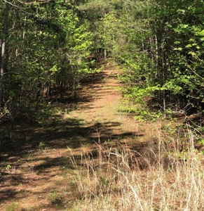 "Dream Lot: Songbird Creek Paradise!" Southern VA - image 7