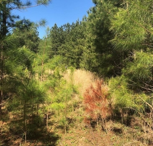 "Dream Lot: Songbird Creek Paradise!" Southern VA - image 8
