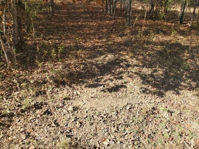 80 Acre Rec Land With Old Hunting Cabin, And Utilities! - image 11