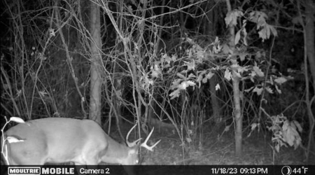 80 Acre Rec Land With Old Hunting Cabin, And Utilities! - image 7