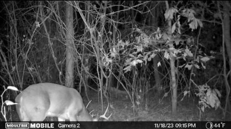 80 Acre Rec Land With Old Hunting Cabin, And Utilities! - image 18