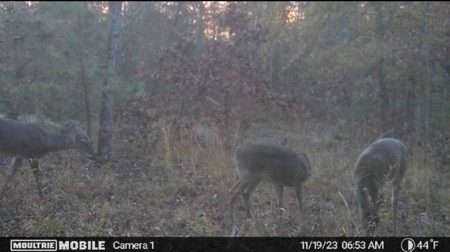 80 Acre Rec Land With Old Hunting Cabin, And Utilities! - image 6