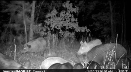 80 Acre Rec Land With Old Hunting Cabin, And Utilities! - image 15
