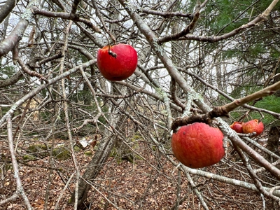 Waters Road Homestead - image 23