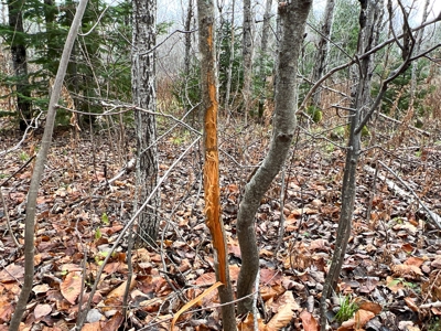 Waters Road Homestead - image 20