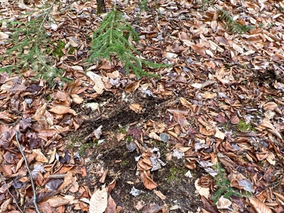Waters Road Homestead - image 16