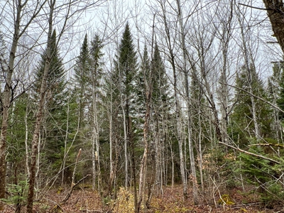Waters Road Homestead - image 13