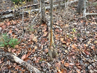 Waters Road Homestead - image 22