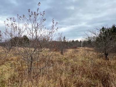 Waters Road Homestead - image 7