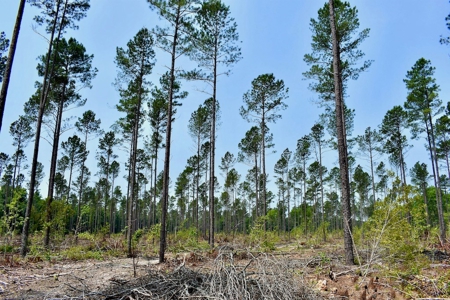 Offering 3 Recreational Land for Sale in Camden SC - image 13