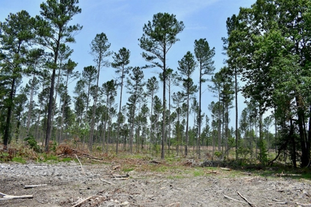 Offering 3 Recreational Land for Sale in Camden SC - image 21