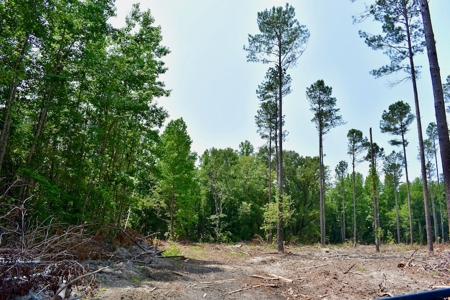 Offering 3 Recreational Land for Sale in Camden SC - image 17