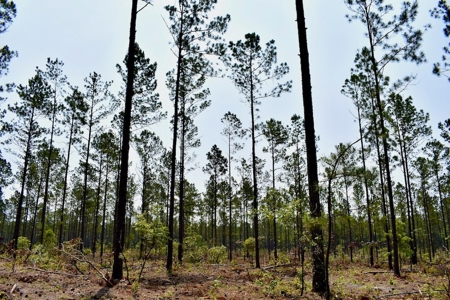 Offering 4 Land for Sale at Auction in Camden SC - image 1