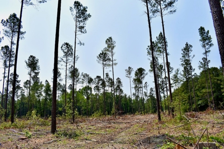 Offering 4 Land for Sale at Auction in Camden SC - image 5