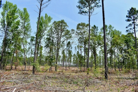 Offering 4 Land for Sale at Auction in Camden SC - image 9