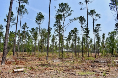 Offering 4 Land for Sale at Auction in Camden SC - image 7