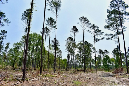 Offering 4 Land for Sale at Auction in Camden SC - image 8